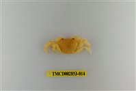 藏品(太魯閣澤蟹)的圖片